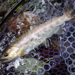 増水の渓でミノーイング